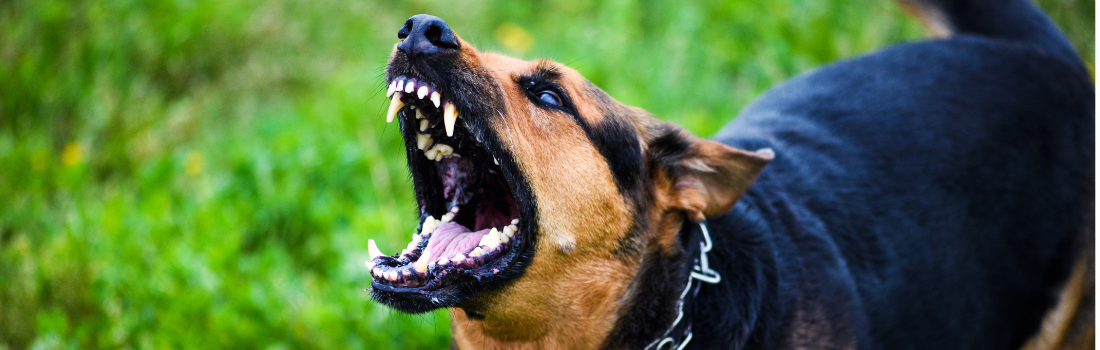 Dog Deterrent Spray - Is It Legal in the UK?
